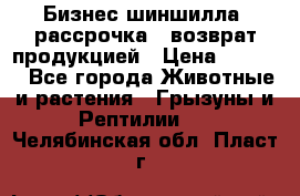 Бизнес шиншилла, рассрочка - возврат продукцией › Цена ­ 4 500 - Все города Животные и растения » Грызуны и Рептилии   . Челябинская обл.,Пласт г.
